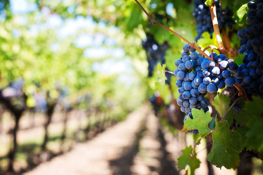 VITICULTURE, OENOLOGIE et PRODUCTION AGRICOLE